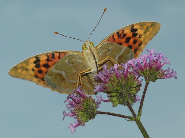 Argynnis pandora - zöldes gyöngyházlepke