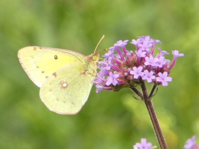 Colias erate - csángó-kéneslepke