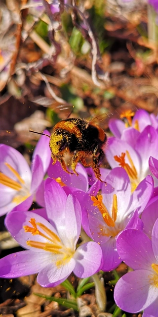 Bombus - poszméhek