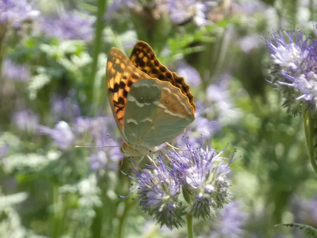 Argynnis pandora - zöldes gyöngyházlepke