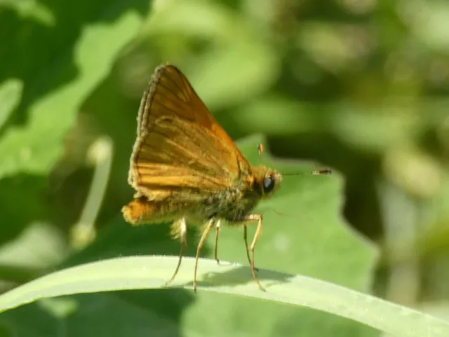 Ochlodes sylvanus - erdei busalepke