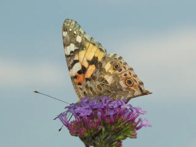Vanessa cardui - bogáncslepke