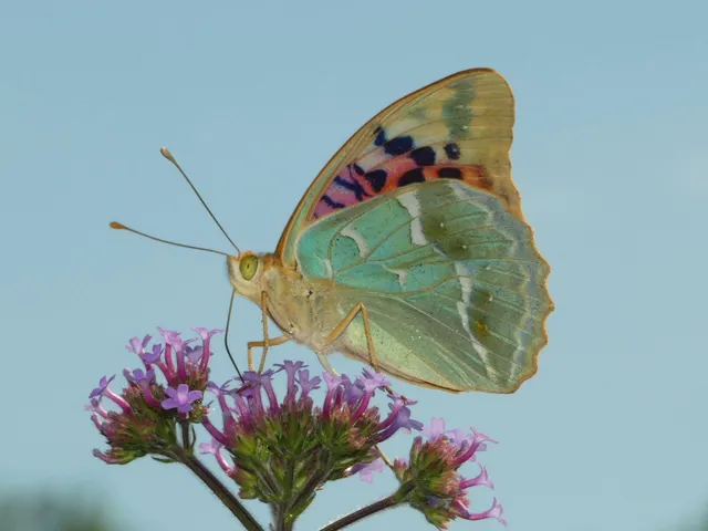 Argynnis pandora - zöldes gyöngyházlepke
