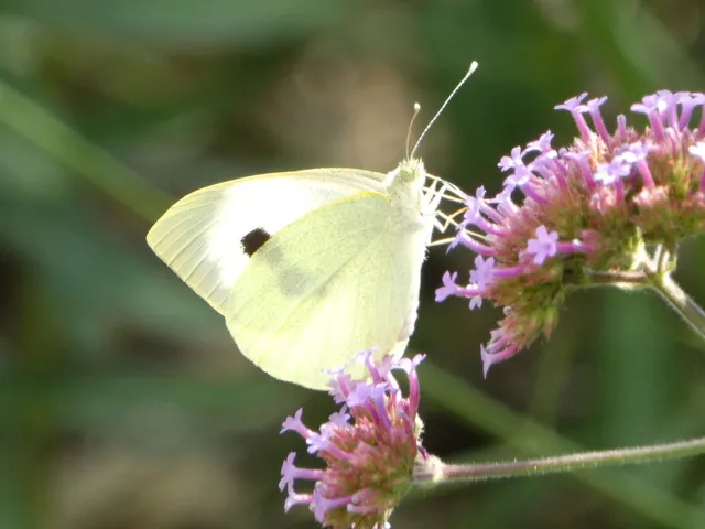 Pieris brassicae - káposztalepke