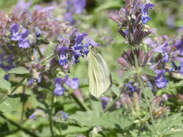 Pieris napi - repcelepke