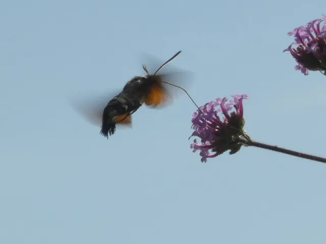 Macroglossum stellatarum - kacsafarkú szender