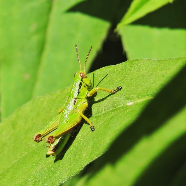 Odontopodisma rubripes - erdélyi hegyisáska