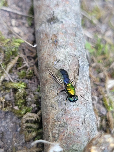 Chloromyia