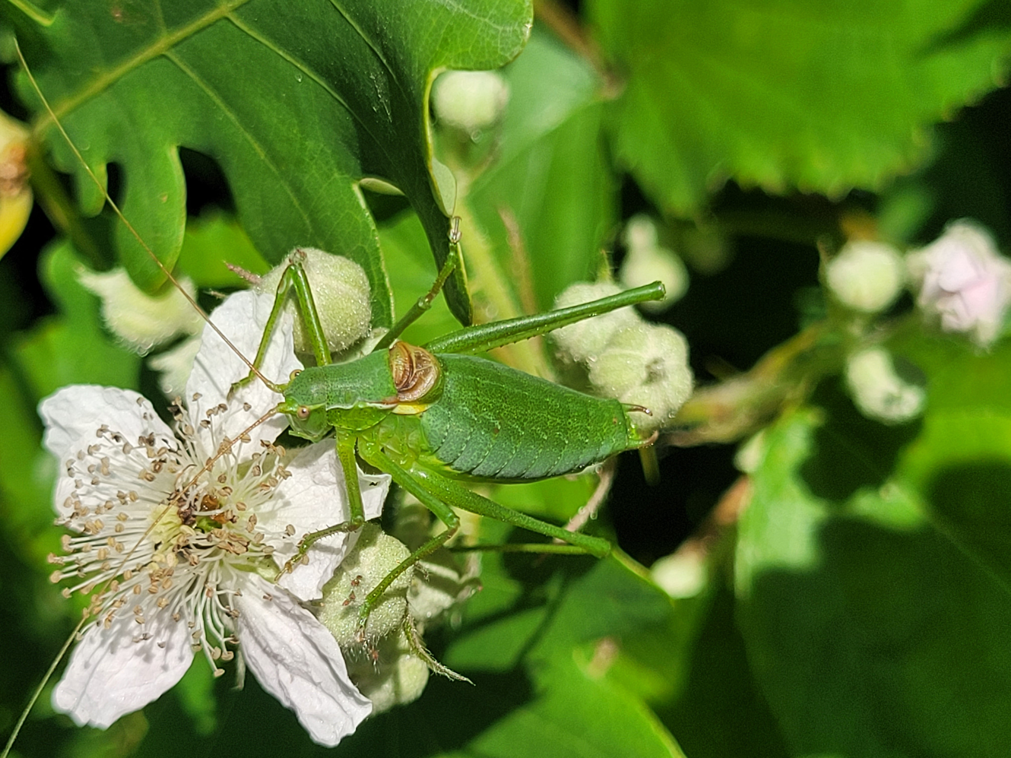 Isophya kraussii - erdei tarsza