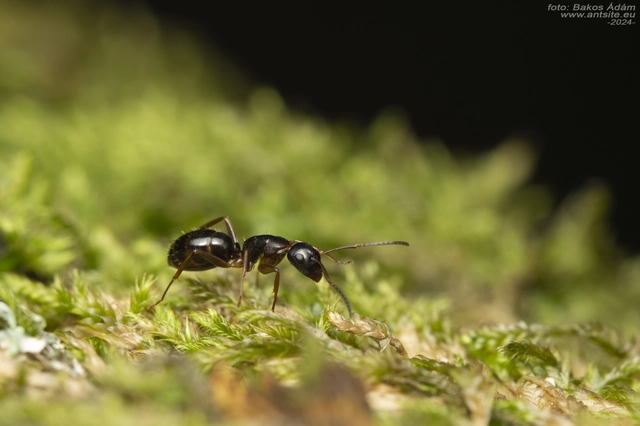 Camponotus fallax - ligeti lóhangya