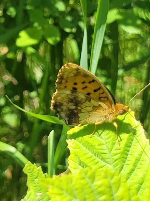 Brenthis daphne - málna-gyöngyházlepke