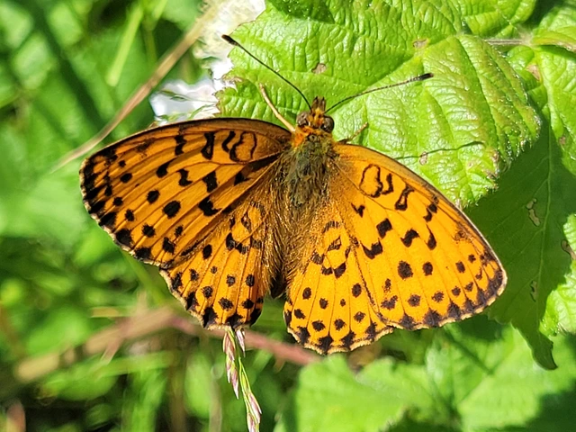Brenthis daphne - málna-gyöngyházlepke