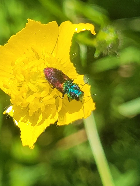 Anthaxia suzannae - Zsuzsanna-virágdíszbogár
