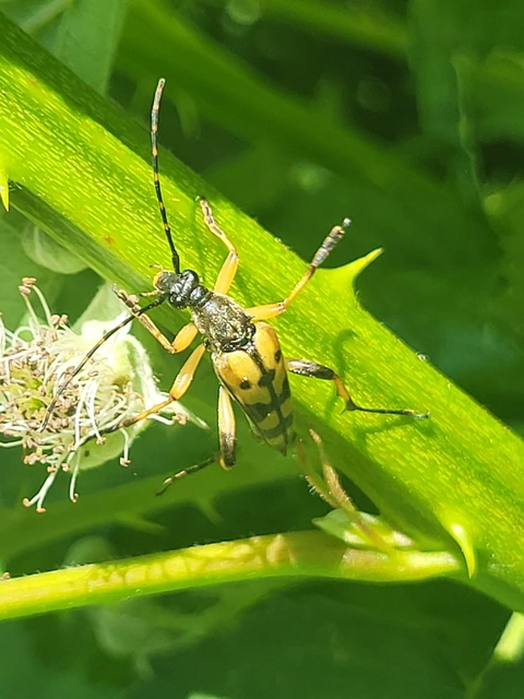 Rutpela maculata - tarkacsápú karcsúcincér