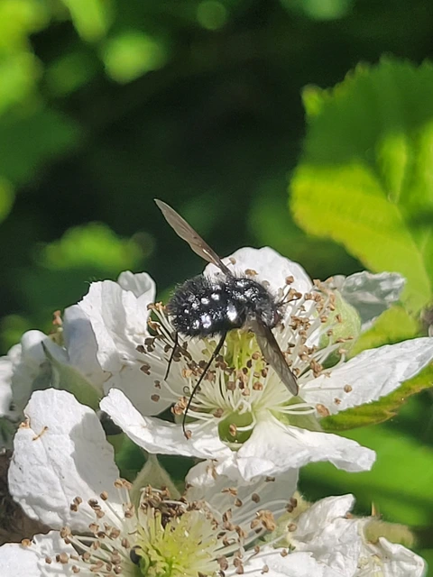 Bombylella atra - ezüstpettyes pöszörlégy