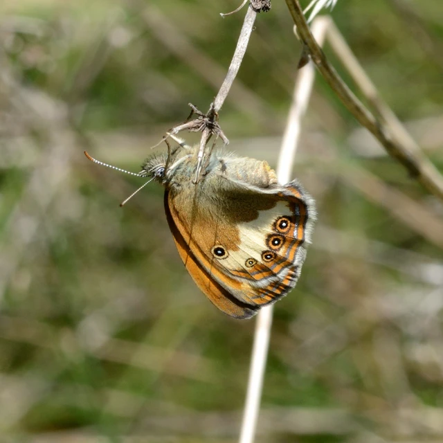 Coenonympha arcania - fehéröves szénalepke