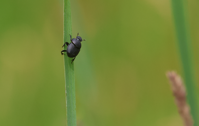 Onthophagus verticicornis - fekete trágyatúró