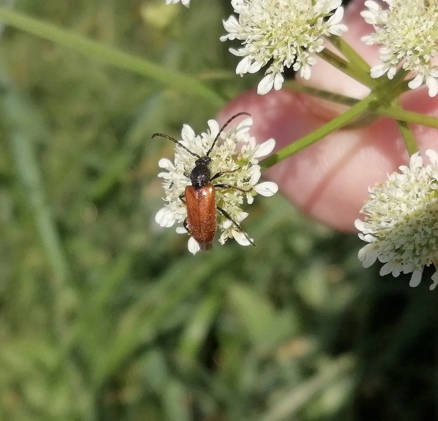 Pseudovadonia livida - barnás virágcincér