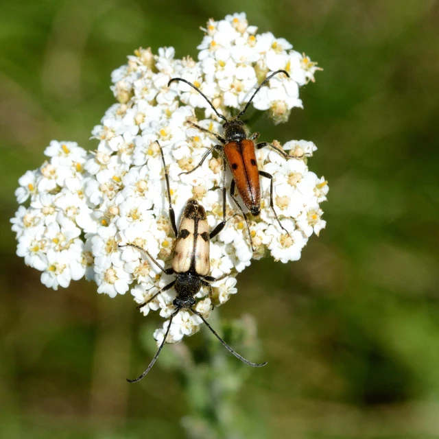 Pachytodes cerambyciformis - változékony virágcincér