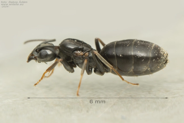 Tapinoma subboreale - ligeti kóborhangya