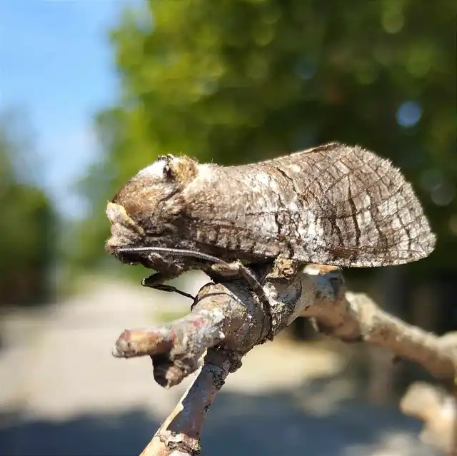 Cossus cossus - fűzfarontólepke