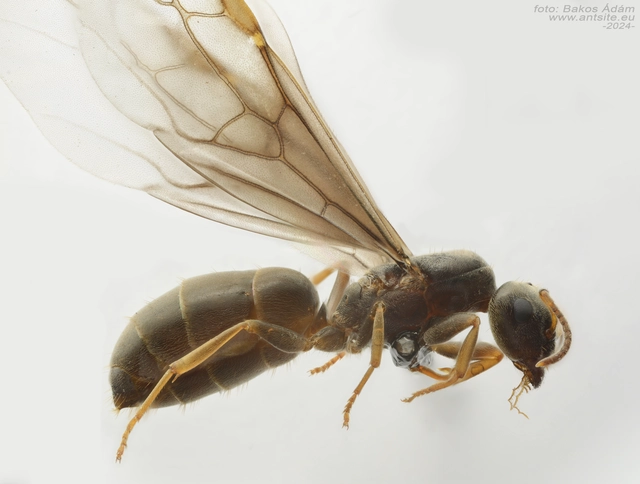 Lasius brunneus - rozsdáshátú feketehangya