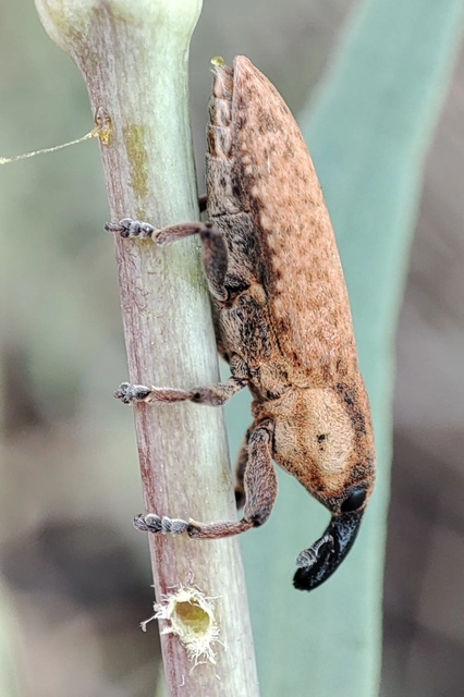 Lixus brevipes - vaskosorrú dudvabarkó