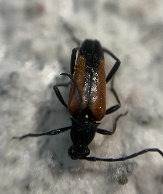 Stenurella melanura - feketevégű karcsúcincér