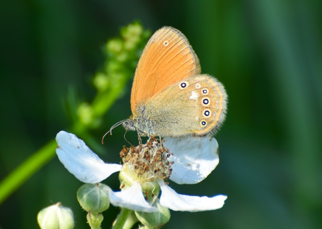 Coenonympha glycerion - közönséges szénalepke