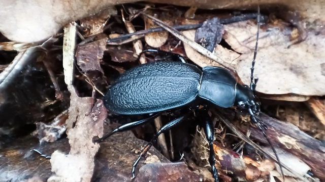 Carabus coriaceus - bőrfutrinka