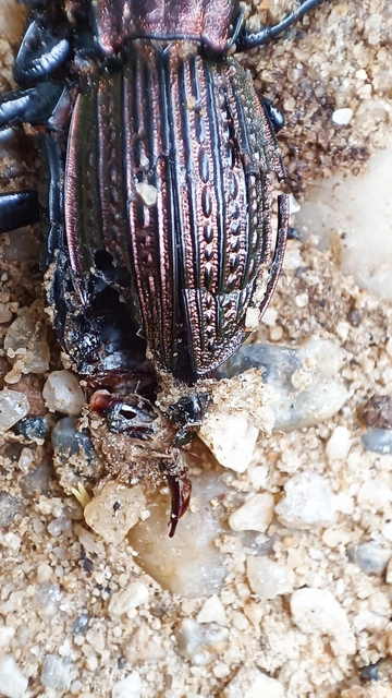 Carabus ulrichii - rezes futrinka Carabus ulrichii - rezes futrinka