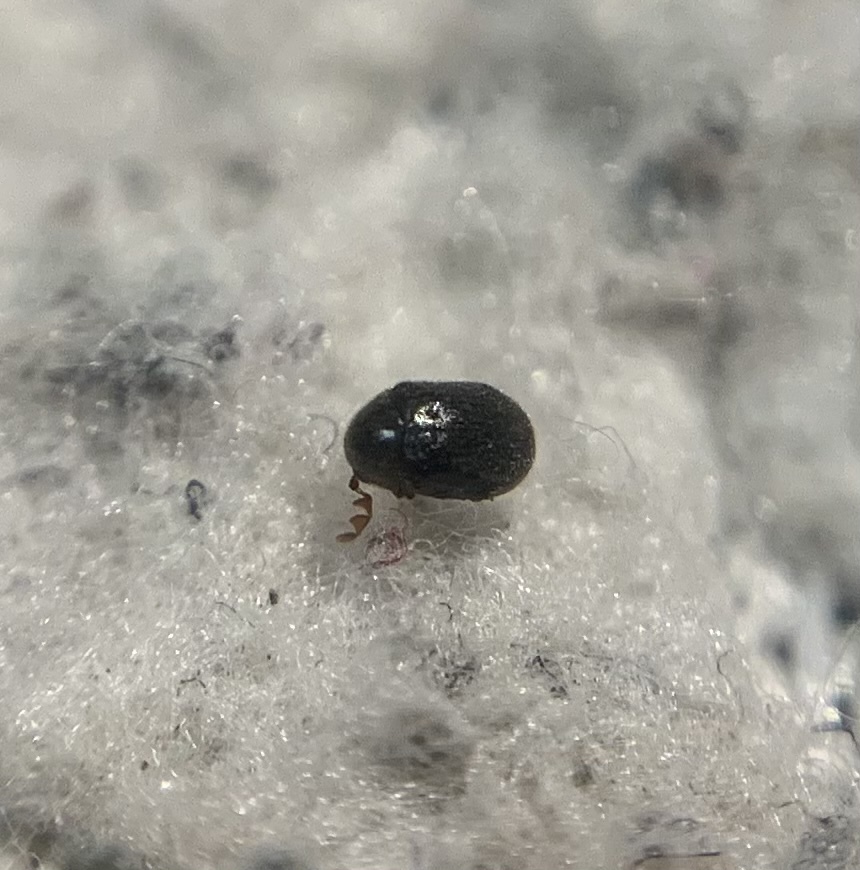 Dorcatoma chrysomelina - fénytelen taplóálszú