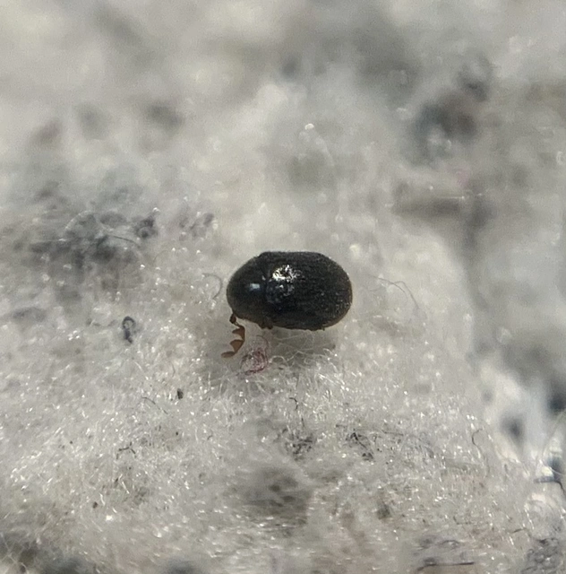 Dorcatoma chrysomelina - fénytelen taplóálszú