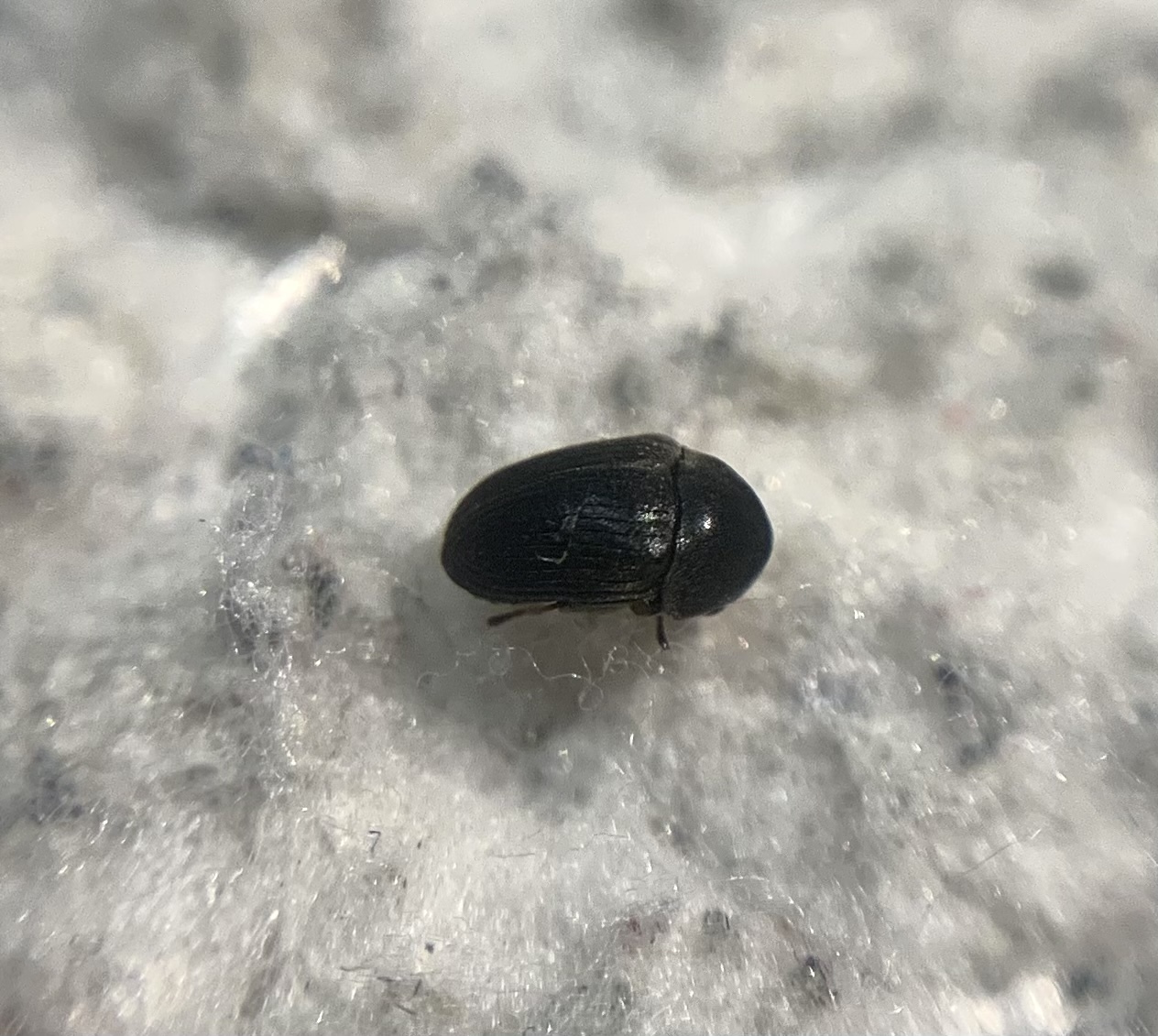 Dorcatoma flavicornis