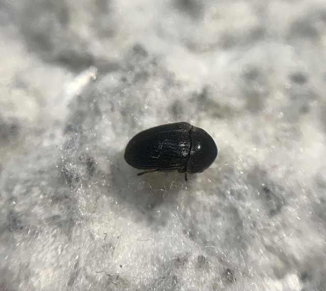 Dorcatoma flavicornis