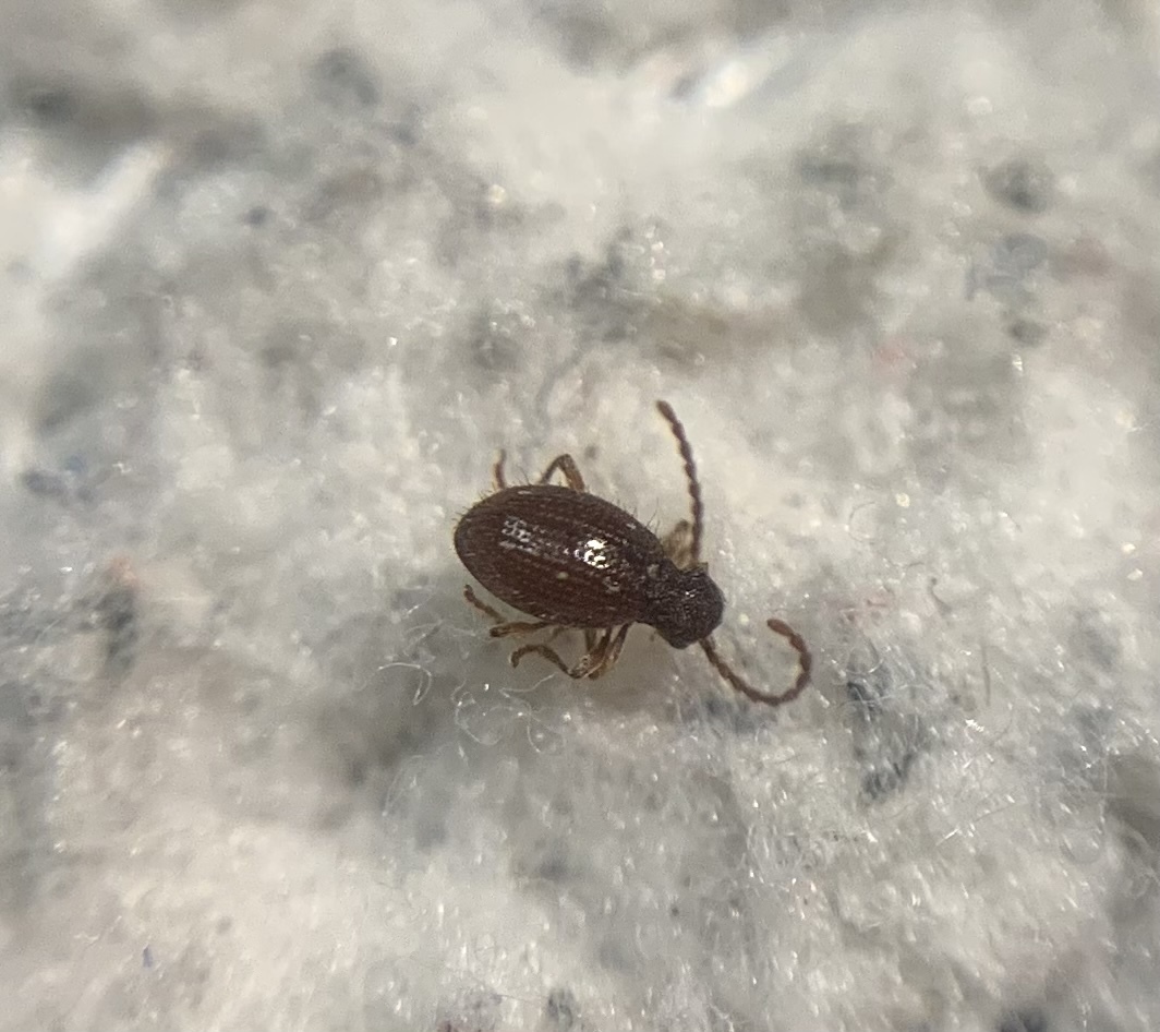 Ptinus pilosus - sarkantyús tolvajbogár