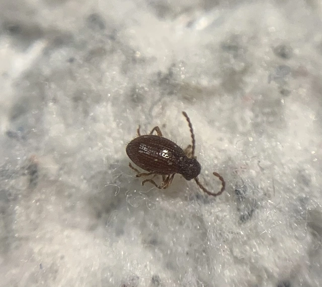 Ptinus pilosus - sarkantyús tolvajbogár