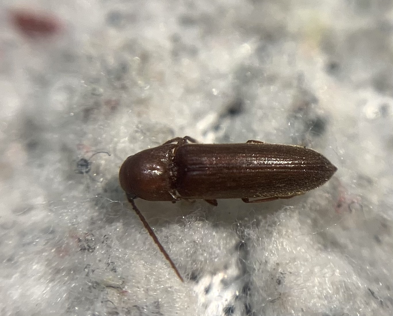 Rhacopus sahlbergi - vörösbarna tövisnyakúbogár