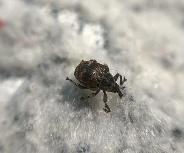 Coeliodes rana - cser-gömböcormányos