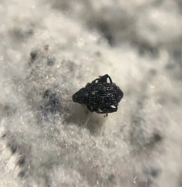 Orchestes sparsus - foltos bolhaormányos
