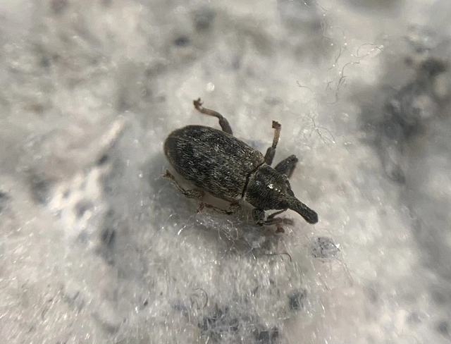 Dorytomus taeniatus - kecskefűz-hangormányos