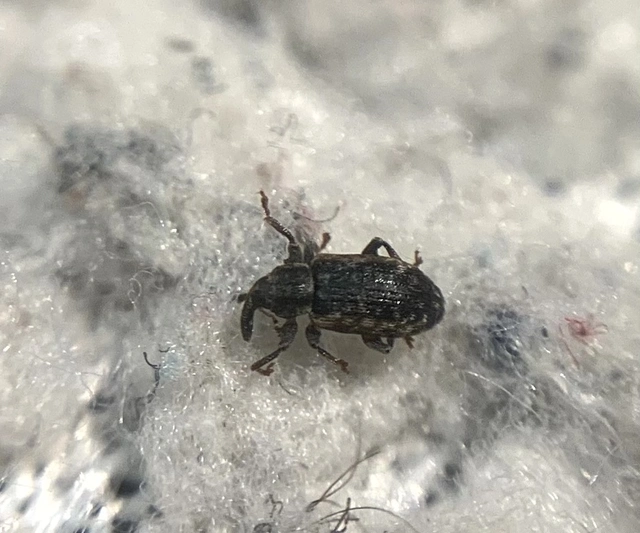 Dorytomus taeniatus - kecskefűz-hangormányos
