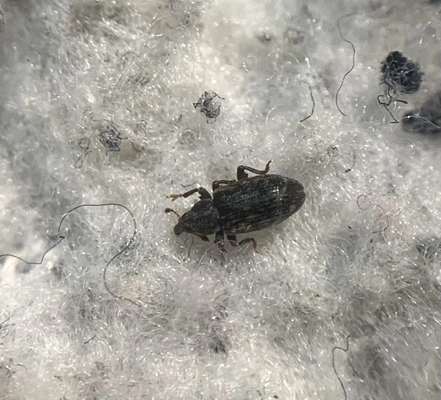 Dorytomus hirtipennis - szőrös hangormányos