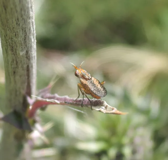 Sciomyzidae - szarvaslégyfélék