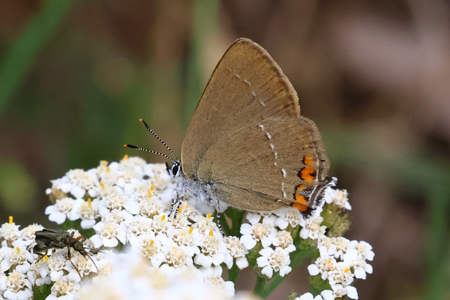 Satyrium acaciae - akác-csücsköslepke