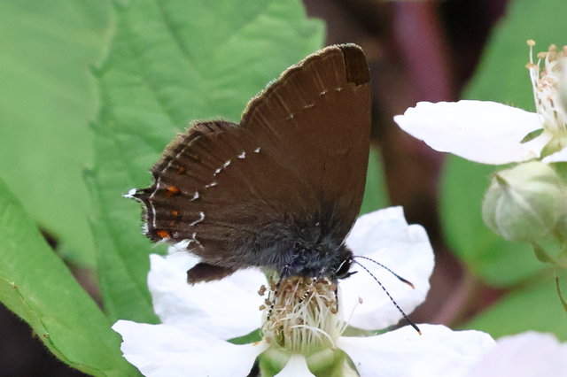 Satyrium ilicis - tölgyfa-csücsköslepke