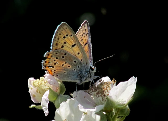 Lycaena alciphron - ibolyás tűzlepke