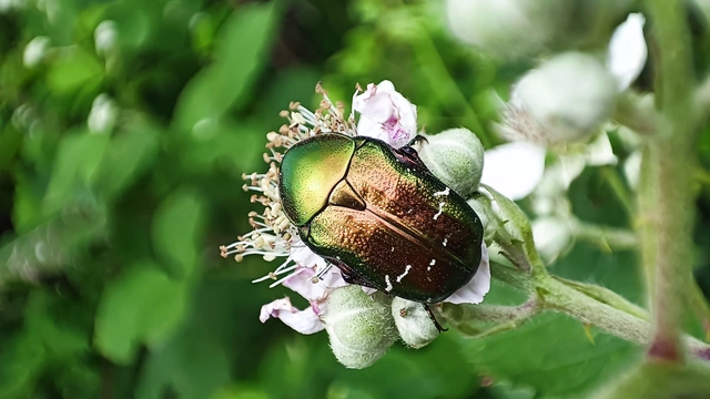 Cetonia aurata - aranyos virágbogár