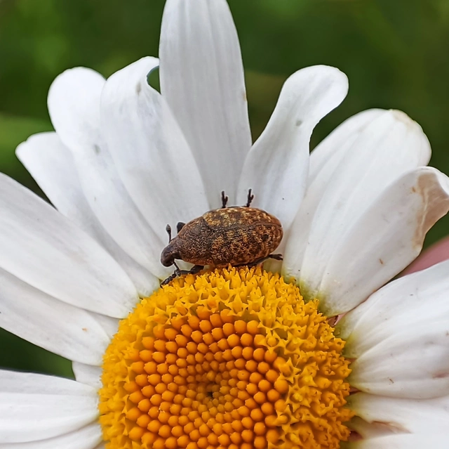 Larinus obtusus - imola-púderbarkó