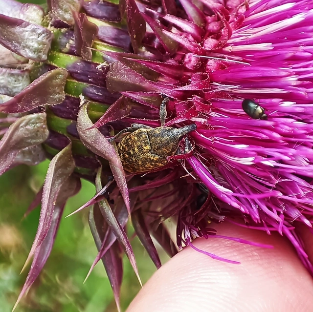 Larinus turbinatus - kúposorrú púderbarkó